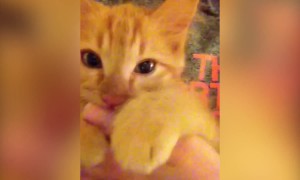 Kitten thinks her Human is her Mama