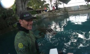 Meet the alligator so tame humans can get in the water with him