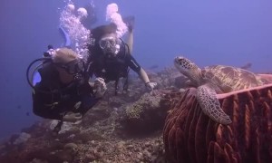 Underwater Close Encounter with a Sea Turtle