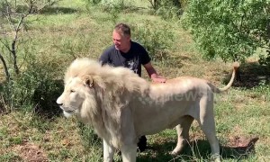 Tourists have incredible close encounter with pride of rare white lions in South African farm