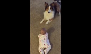 Genius dog adorably teaches baby how to roll over
