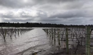 Vineyards submerged in Wine County as area floods