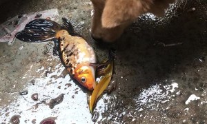 Dog Tries to Help Fish out of Water