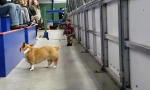 Dog and Boy Duo Make Perfect Playtime Pals