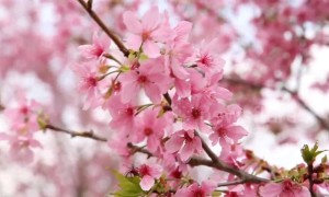 Incredible sea of cherry blossoms blooming in China's Fujian
