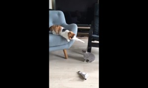 Scaredy-cat can't handle tiny bunny