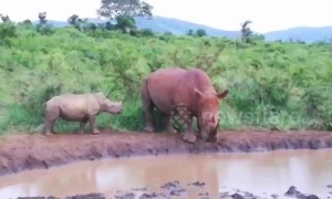 Rhino calf risks its life approaching randy bull wanting to mate with its mum
