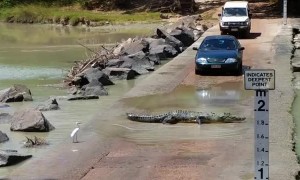 Massive crocodile holds up traffic while crossing roadway