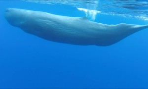 Diver has incredible up-close encounter with Sperm Whales