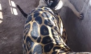 Pug Playfully Pesters Jaguar Pal