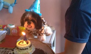 Dog Blows Out Birthday Candle on Cake