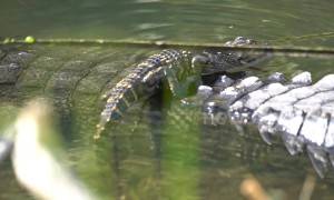 Brave tiny alligator rests on mum's back before going for a solo swim