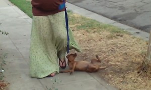 Dog Can't Even Deal with Leash