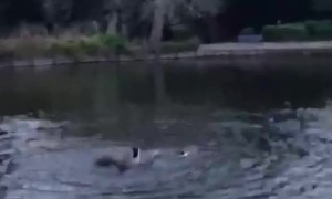 Disagreeing Ducks  Scare the Son
