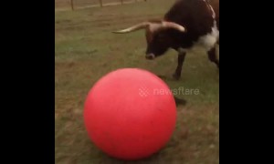 Huge longhorn bull loves playing with ball until he accidentally deflates it