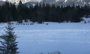 A Line of Deer During Lunch