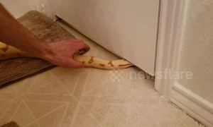 Huge snake tries to squeeze into small crack under door but can't fit