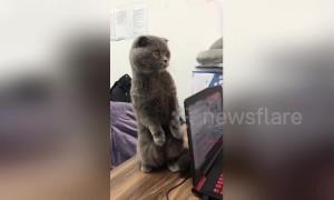 Cat stands on two legs and 'dances' by bobbing its head