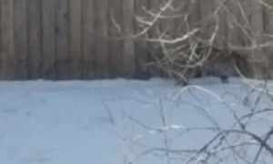 Bobcat Plays With Its Breakfast