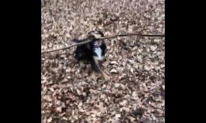 One-year-old puppy determined to play with gigantic stick in Epping Forest