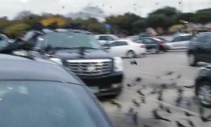 Carpark Crow Convention