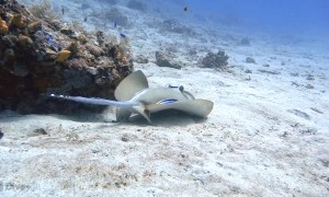 Blue Spotted Stingray Being Cleaned by Fish