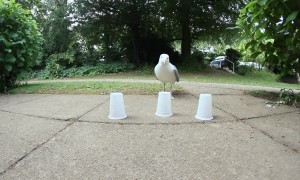 Genius seagull plays cup game and wins every time