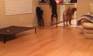 Clever Dogs Collect Medicine and Water