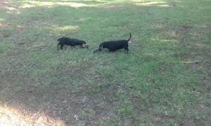 Dachshunds Verses Chicken Snake