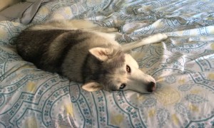 Stubborn Husky has a hard time leaving cozy bed