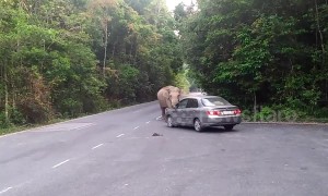 Elephant stops car to look for food