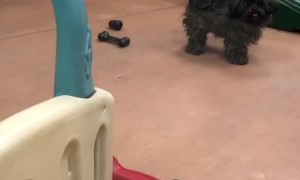 Home Time Delight at Doggy Day Care