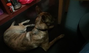 Pup Zips Around House in Excitement