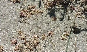 Guy with Thick Chicago Accent Gives Plant Lesson