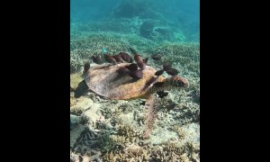 Endangered turtle gets nibbled clean by surgeonfish