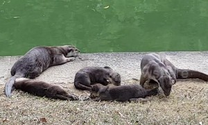 Singapore urban otter family is too cute