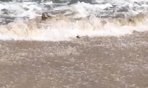 Iguana Swims in on the Surf