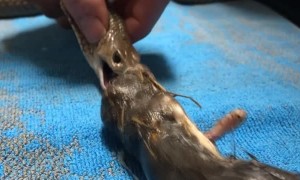 Doctor Makes Snake Regurgitate Toxic Rats