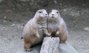 Prairie Dogs Pose for Pictures