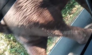 Husband and wife recoil in fear as wild elephant approaches their car