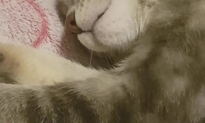 Kitty Dreaming About Ice Cream