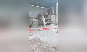 Bored dog spins wheels on a handcart while on guard duty