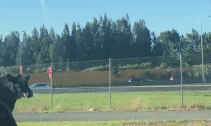 Bull Casually Roams Busy Streets of Auckland
