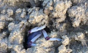 Blue Soldier Crab Scurries Along Beach