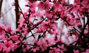 Forest of peach trees bloom in China’s Guangdong and cover mountainside in pink