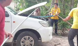 Driver terrified after finding 16ft long king cobra inside her car engine