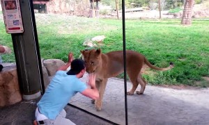 Man has showdown with lionesses at the zoo
