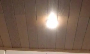 Cat Can't Quite Reach