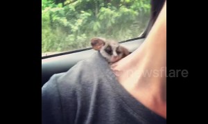 Cuteness overload! Tiny bush baby takes nap on owner's back