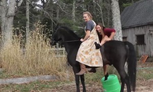 Funniest Horse Fails